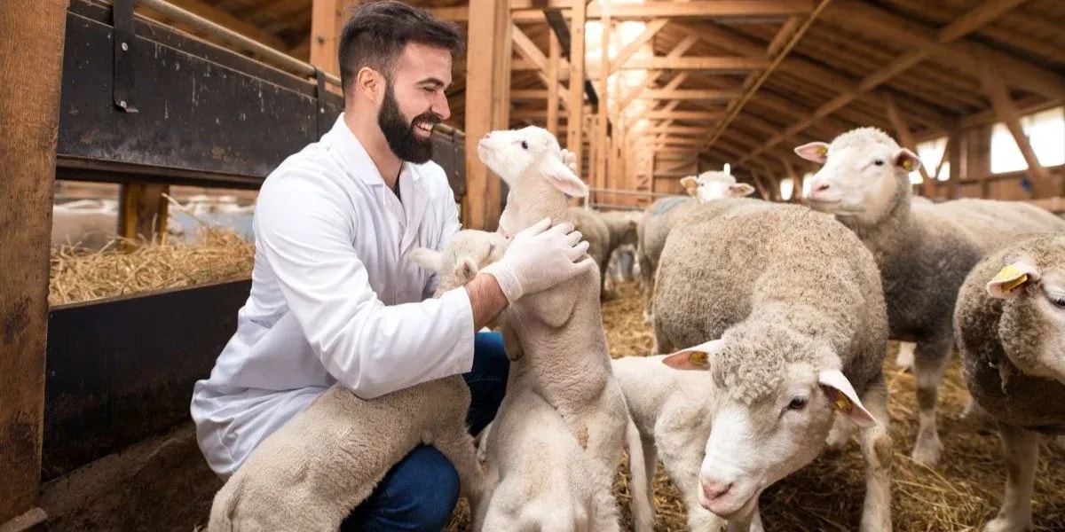 Deploying Cameras for AI livestock counting- Step by Step Guide